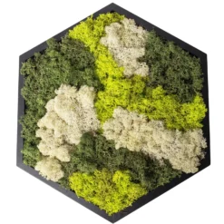 Moosbild Hexagon Mit Schwarzem Rahmen, 38 Cm Ø