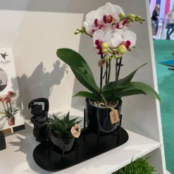 Geschenkset Orchidee & Sukkulente, Schwarz, Inkl. Übertöpfen Und Dekotablett -Deutschland Garten Schatten Verkaufs-Shop 1530150104 Kolibri Set schwarz klein 116940