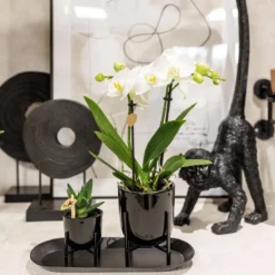 Geschenkset Orchidee & Sukkulente, Schwarz, Inkl. Übertöpfen Und Dekotablett -Deutschland Garten Schatten Verkaufs-Shop 1530150104 Kolibri Set schwarz klein 3 116984