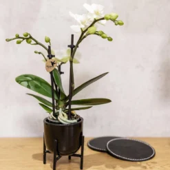 Geschenkset Orchidee & Sukkulente, Schwarz, Inkl. Übertöpfen Und Dekotablett -Deutschland Garten Schatten Verkaufs-Shop 1530150104 Kolibri Set schwarz klein 5 116983