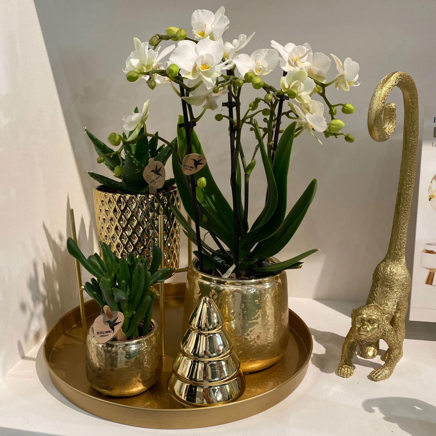 Geschenkset Orchidee & Sukkulente, Gold, Inkl. Übertöpfen, Figur Und Tablett 2 Geschenkset Orchidee & Sukkulente, Gold, Inkl. Übertöpfen, Figur Und Tablett – Bild 2