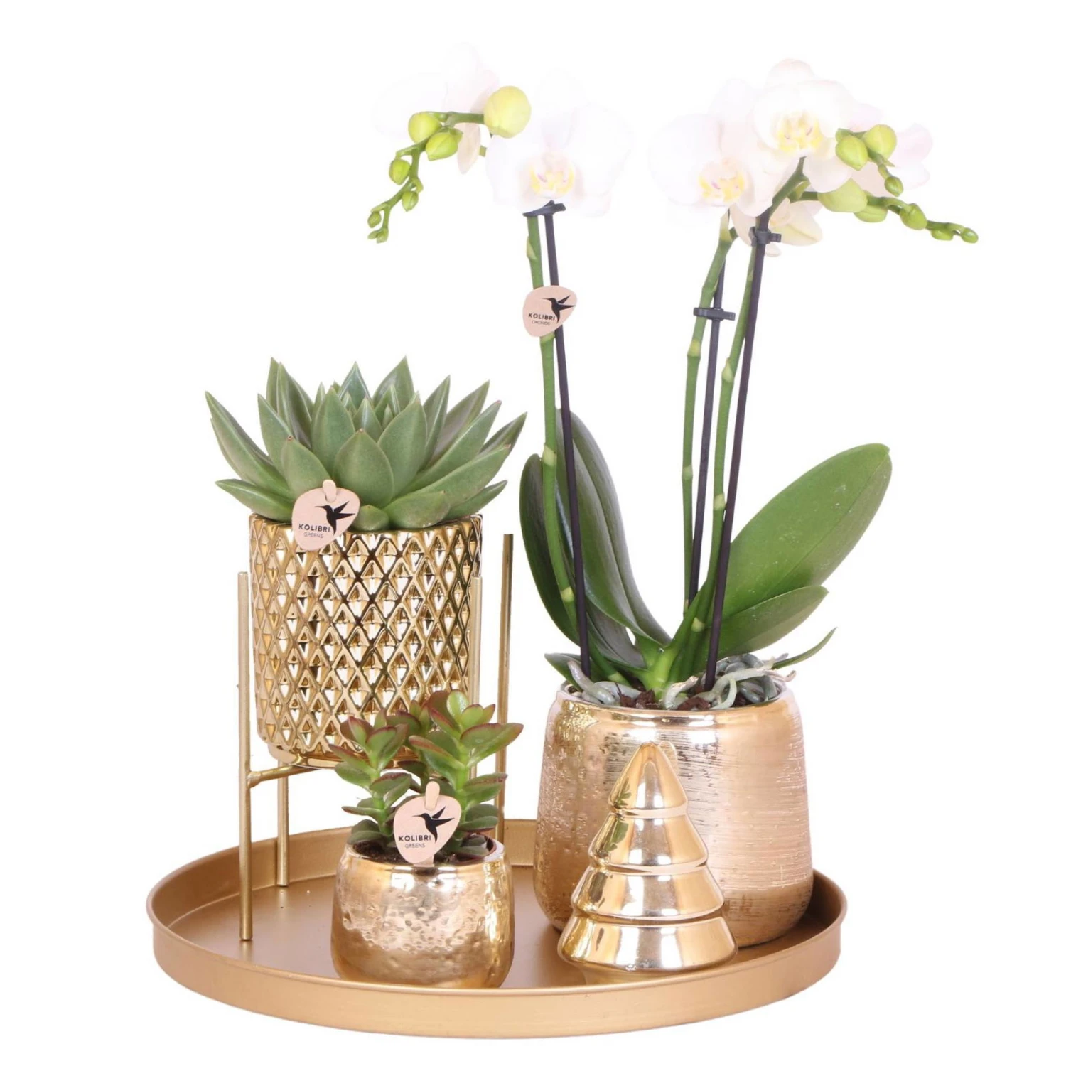 Geschenkset Orchidee & Sukkulente, Gold, Inkl. Übertöpfen, Figur Und Tablett 1 Geschenkset Orchidee & Sukkulente, Gold, Inkl. Übertöpfen, Figur Und Tablett