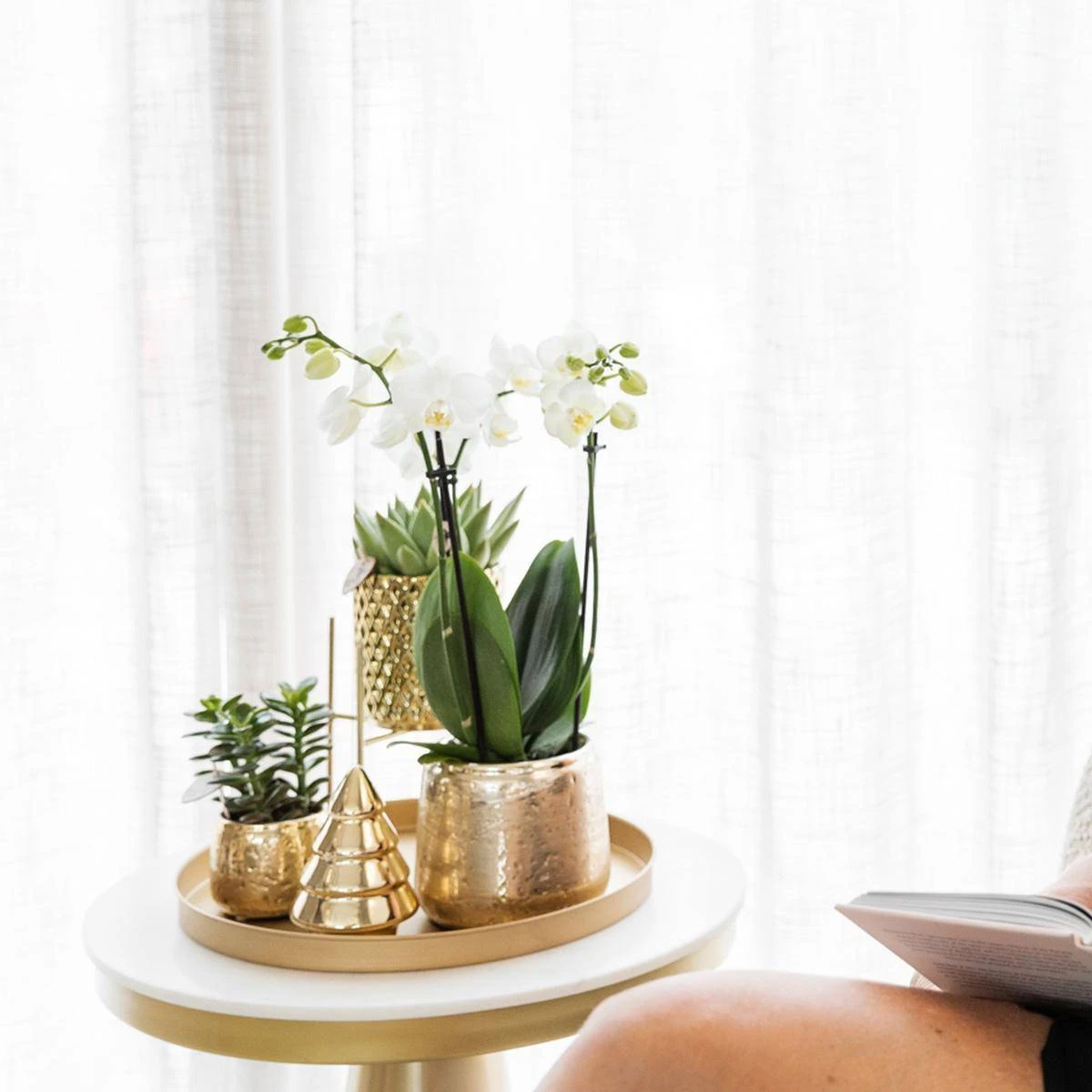 Geschenkset Orchidee & Sukkulente, Gold, Inkl. Übertöpfen, Figur Und Tablett 5 Geschenkset Orchidee & Sukkulente, Gold, Inkl. Übertöpfen, Figur Und Tablett – Bild 5