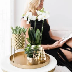 Geschenkset Orchidee & Sukkulente, Gold, Inkl. Übertöpfen, Figur Und Tablett 10 Geschenkset Orchidee & Sukkulente, Gold, Inkl. Übertöpfen, Figur Und Tablett -Deutschland Garten Schatten Verkaufs-Shop 1530150105 Kolibri Set Gold gross 5 116986