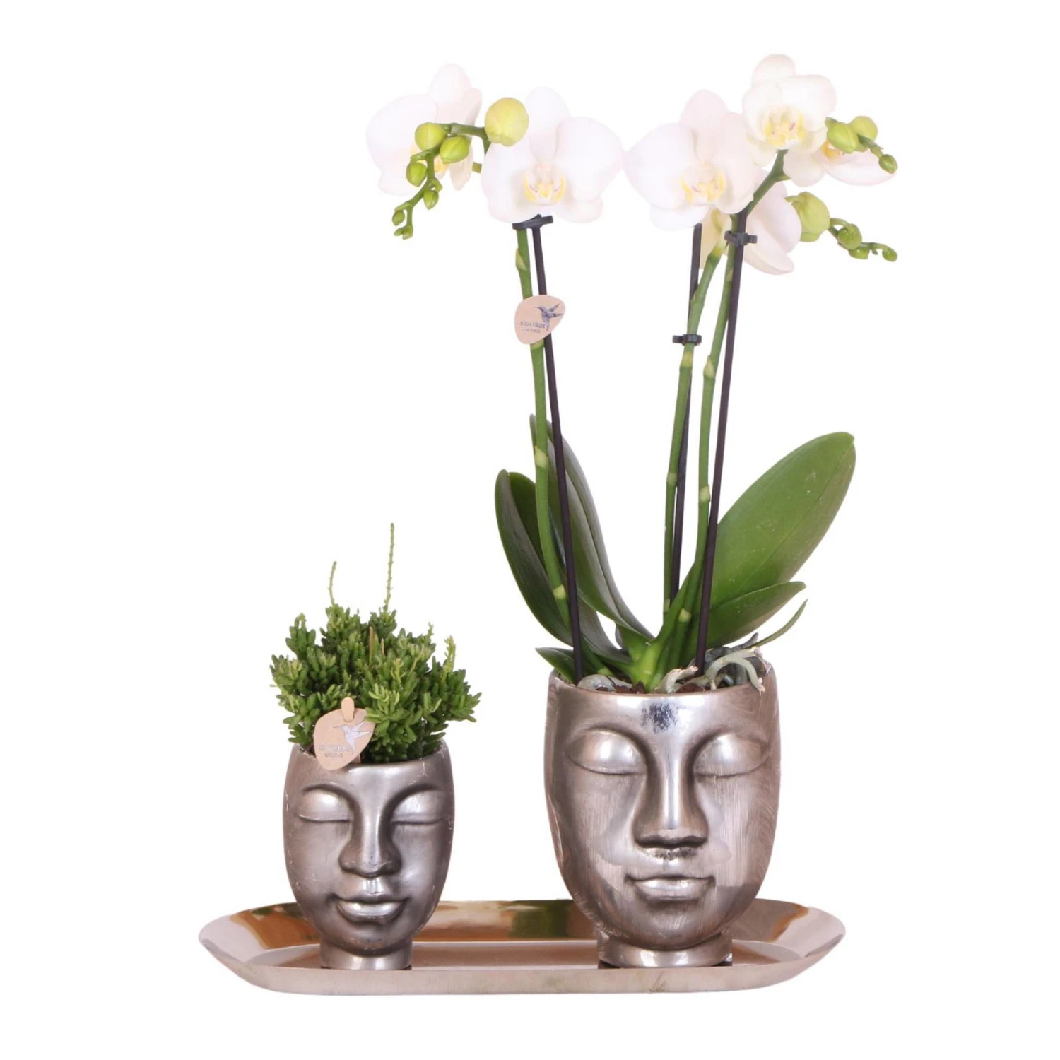 Geschenkset Orchidee & Sukkulente, Silber, Inkl. Übertöpfen Und Dekotablett 2 Geschenkset Orchidee & Sukkulente, Silber, Inkl. Übertöpfen Und Dekotablett – Bild 2