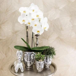 Geschenkset Orchidee & Sukkulente, Silber, Inkl. Übertöpfen Und Dekotablett 7 Geschenkset Orchidee & Sukkulente, Silber, Inkl. Übertöpfen Und Dekotablett -Deutschland Garten Schatten Verkaufs-Shop 1530150106 Kolibri Set Kopf silber klein 3 116979