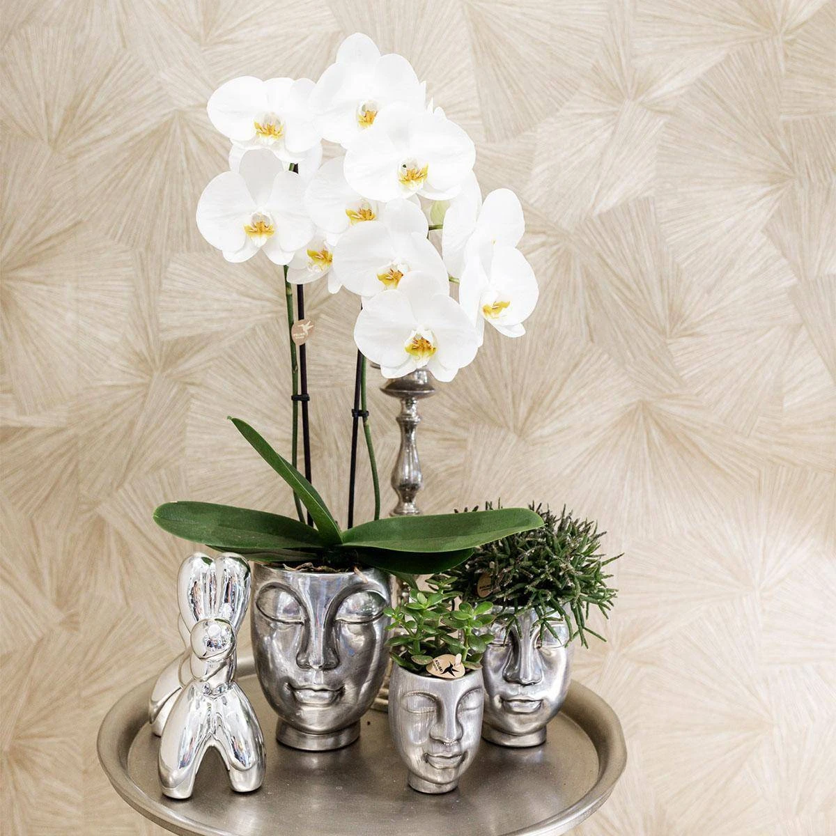 Geschenkset Orchidee & Sukkulente, Silber, Inkl. Übertöpfen Und Dekotablett 3 Geschenkset Orchidee & Sukkulente, Silber, Inkl. Übertöpfen Und Dekotablett – Bild 3
