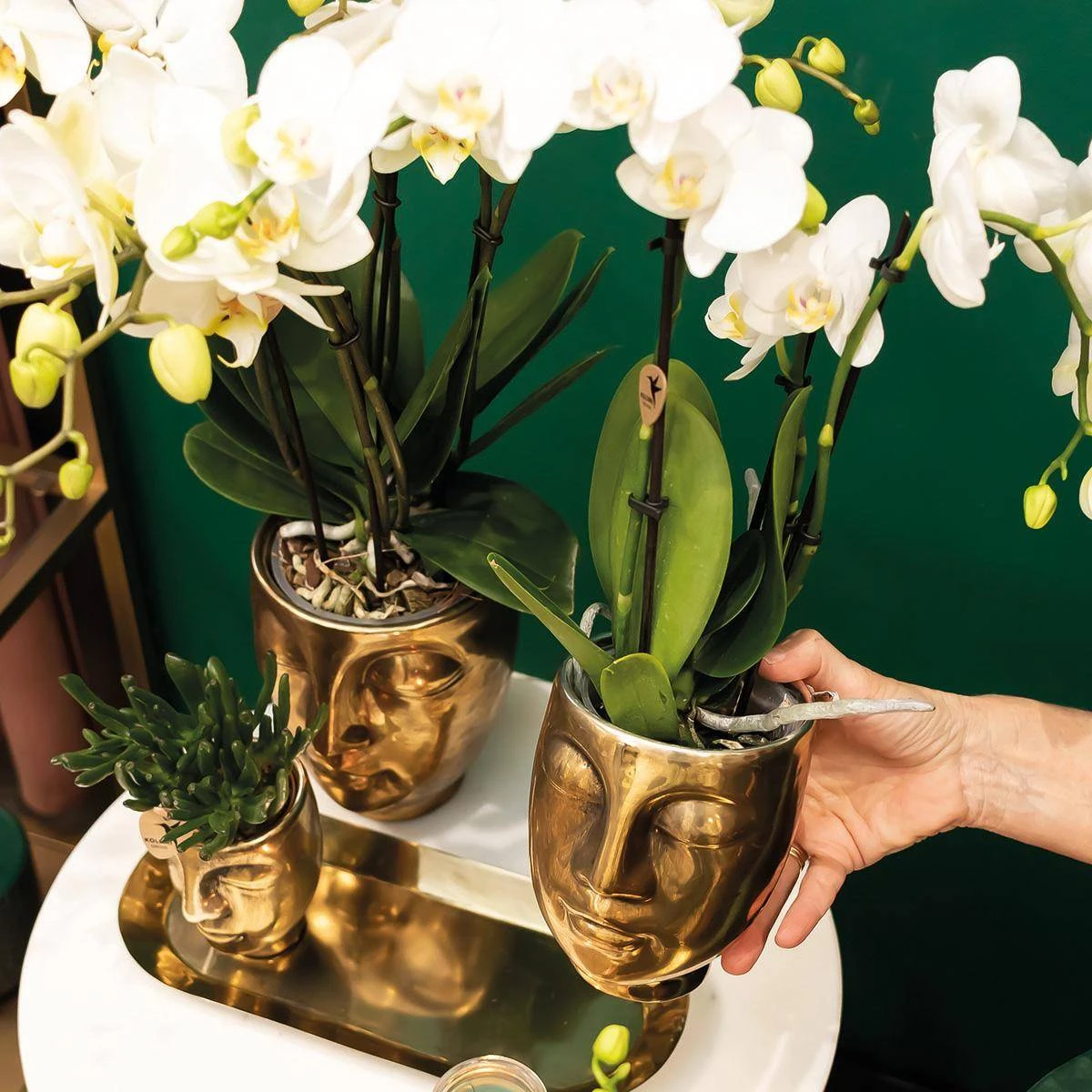 Geschenkset Orchidee & Sukkulente, Gold, Inkl. Übertöpfen Und Dekotablett 2 Geschenkset Orchidee & Sukkulente, Gold, Inkl. Übertöpfen Und Dekotablett – Bild 2