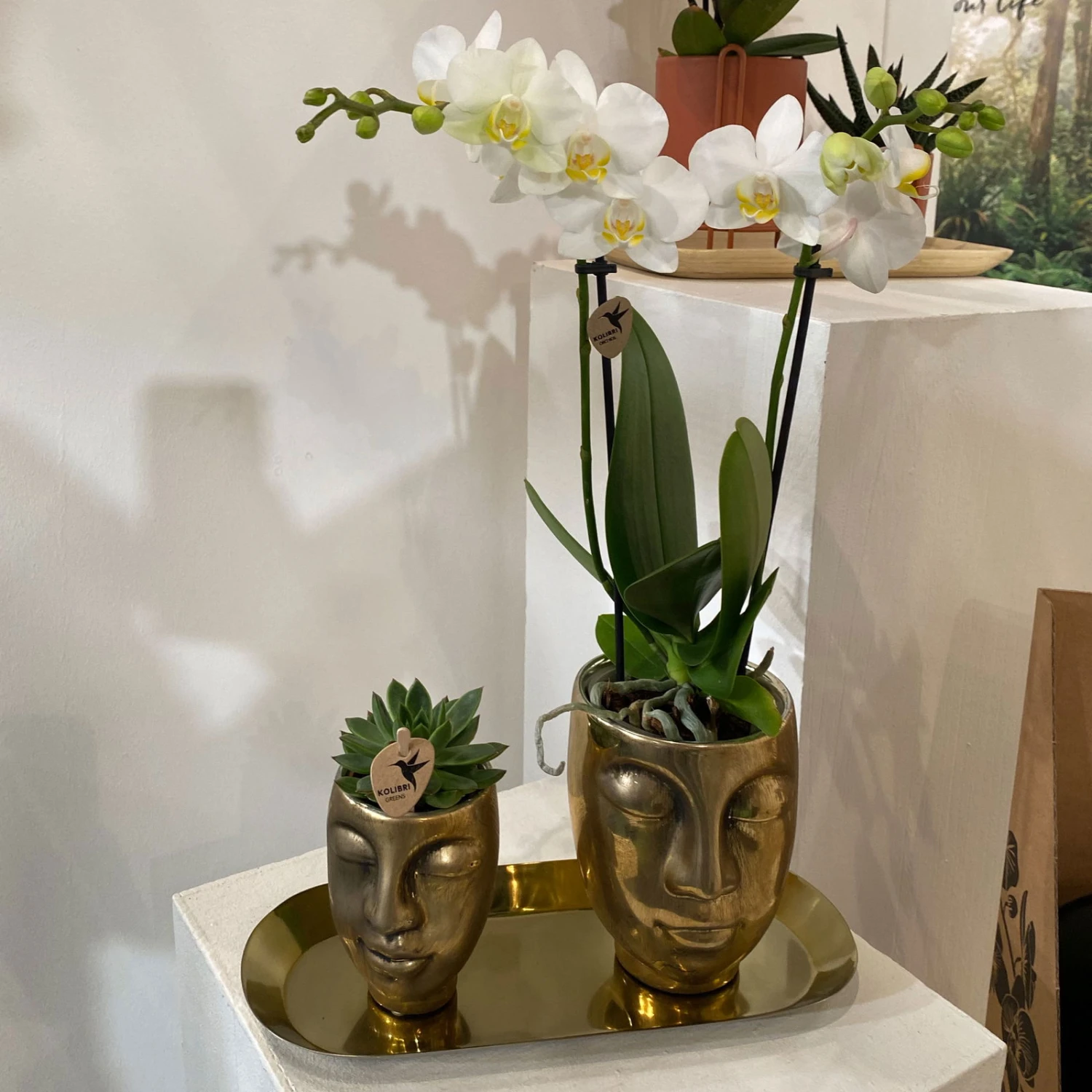 Geschenkset Orchidee & Sukkulente, Gold, Inkl. Übertöpfen Und Dekotablett 3 Geschenkset Orchidee & Sukkulente, Gold, Inkl. Übertöpfen Und Dekotablett – Bild 3