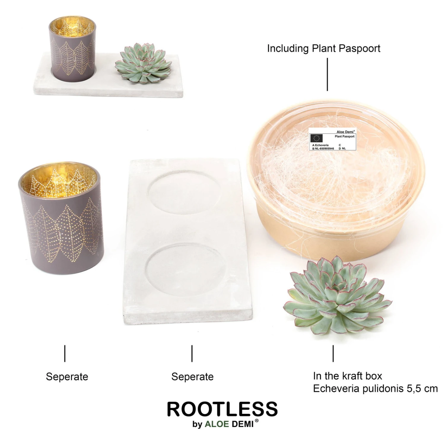 Schnittecheverie Auf Dekotablett Mit Windlicht, Maße Ca. 26 X 12 Cm 2 Schnittecheverie Auf Dekotablett Mit Windlicht, Maße Ca. 26 X 12 Cm – Bild 2