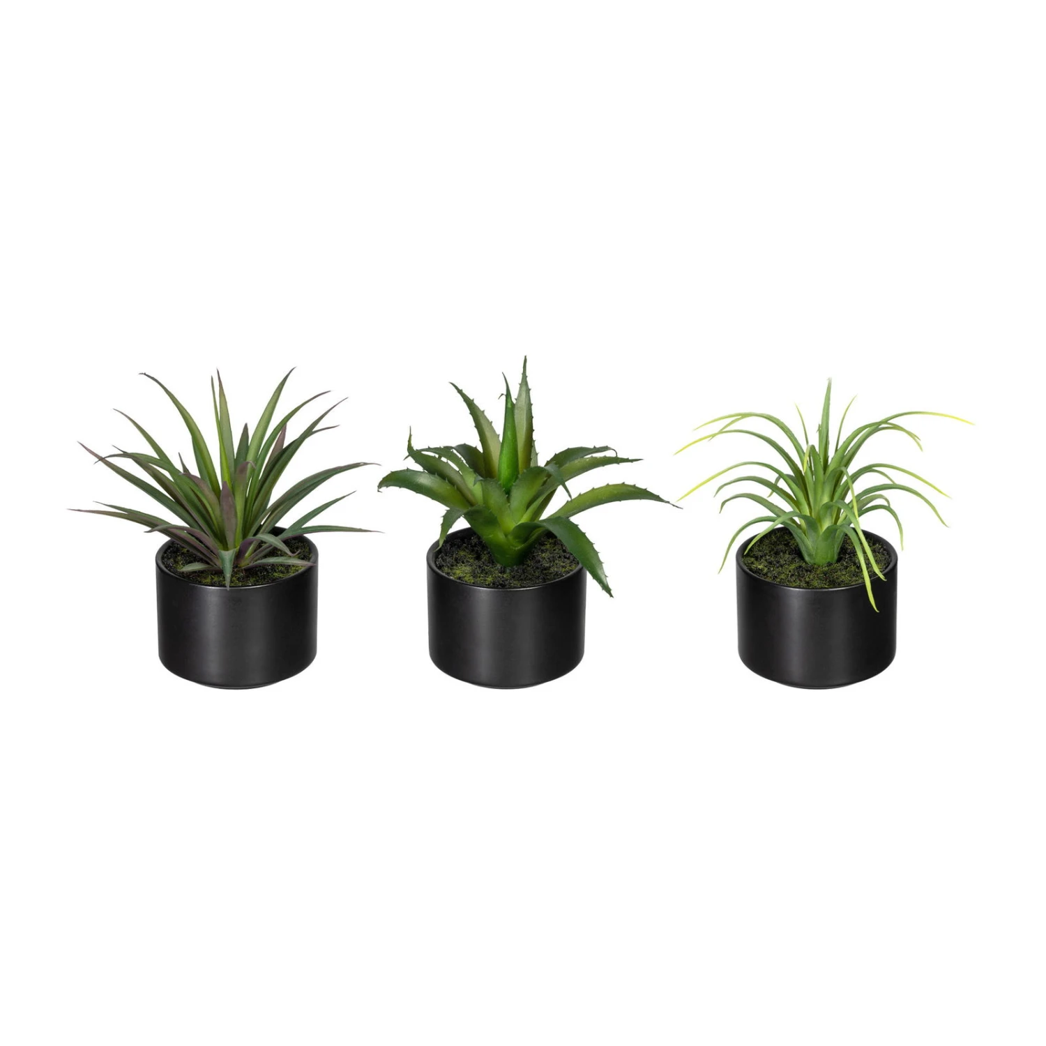 Kunstpflanzen 3er-Set Aloe Vera, Agave & Tillandsie, Topf-Ø 7,5 Cm, Höhe Ca.15cm 1 Kunstpflanzen 3er-Set Aloe Vera, Agave & Tillandsie, Topf-Ø 7,5 Cm, Höhe Ca.15cm
