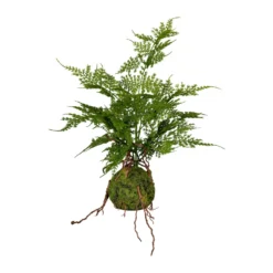 Kunstpflanze Asparagus Plumosus Im Moosballen, Höhe Ca. 40 Cm