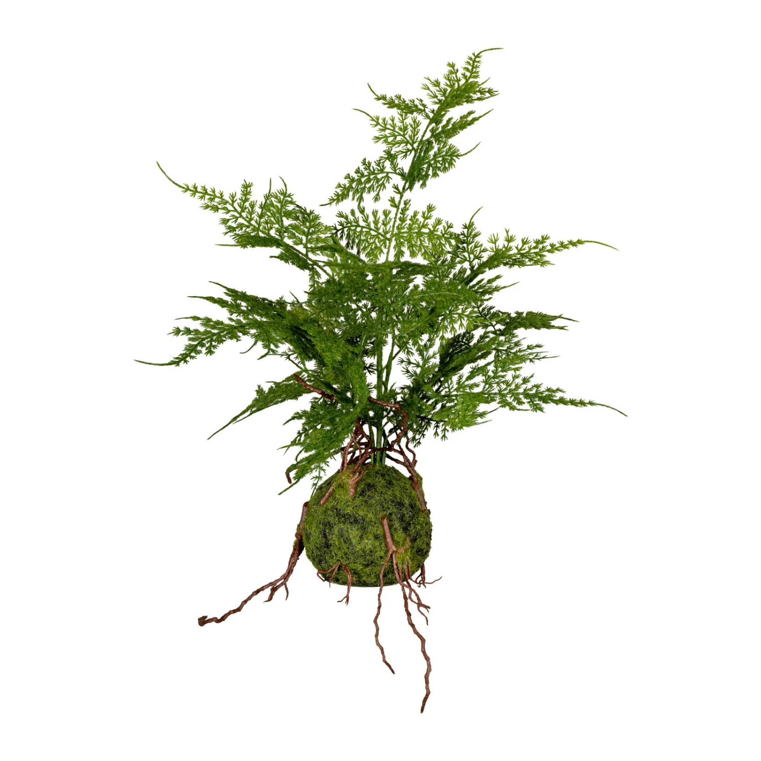 Kunstpflanze Asparagus Plumosus Im Moosballen, Höhe Ca. 40 Cm 1 Kunstpflanze Asparagus Plumosus Im Moosballen, Höhe Ca. 40 Cm