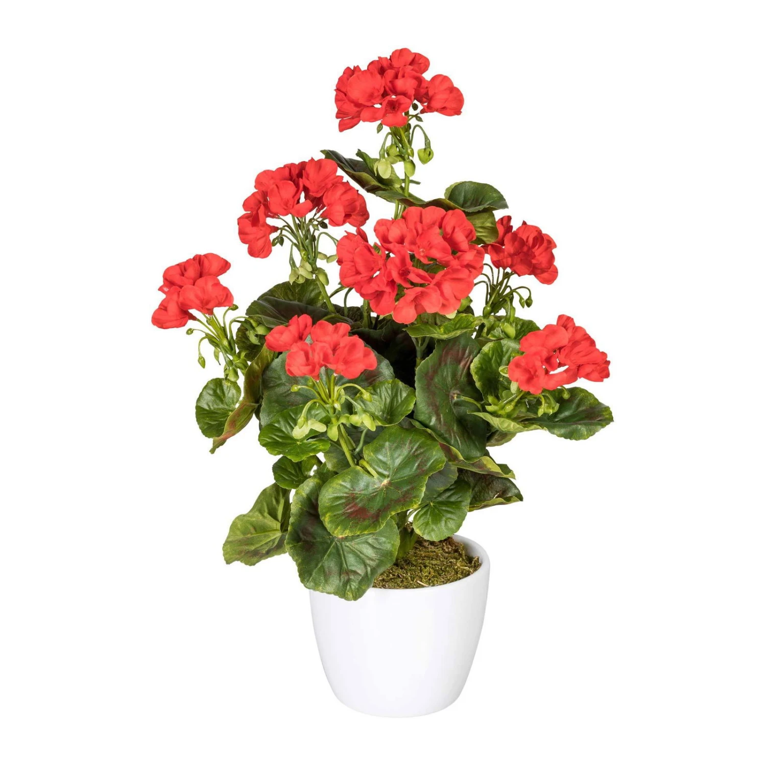 Geranienbusch, Rot, Ca. 40 Cm, UV-beständig, Mit Keramiktopf 1 Geranienbusch, Rot, Ca. 40 Cm, UV-beständig, Mit Keramiktopf