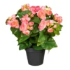 Kunstpflanze Begonienbusch, Rosa, Ca. 35 Cm, Im Topf