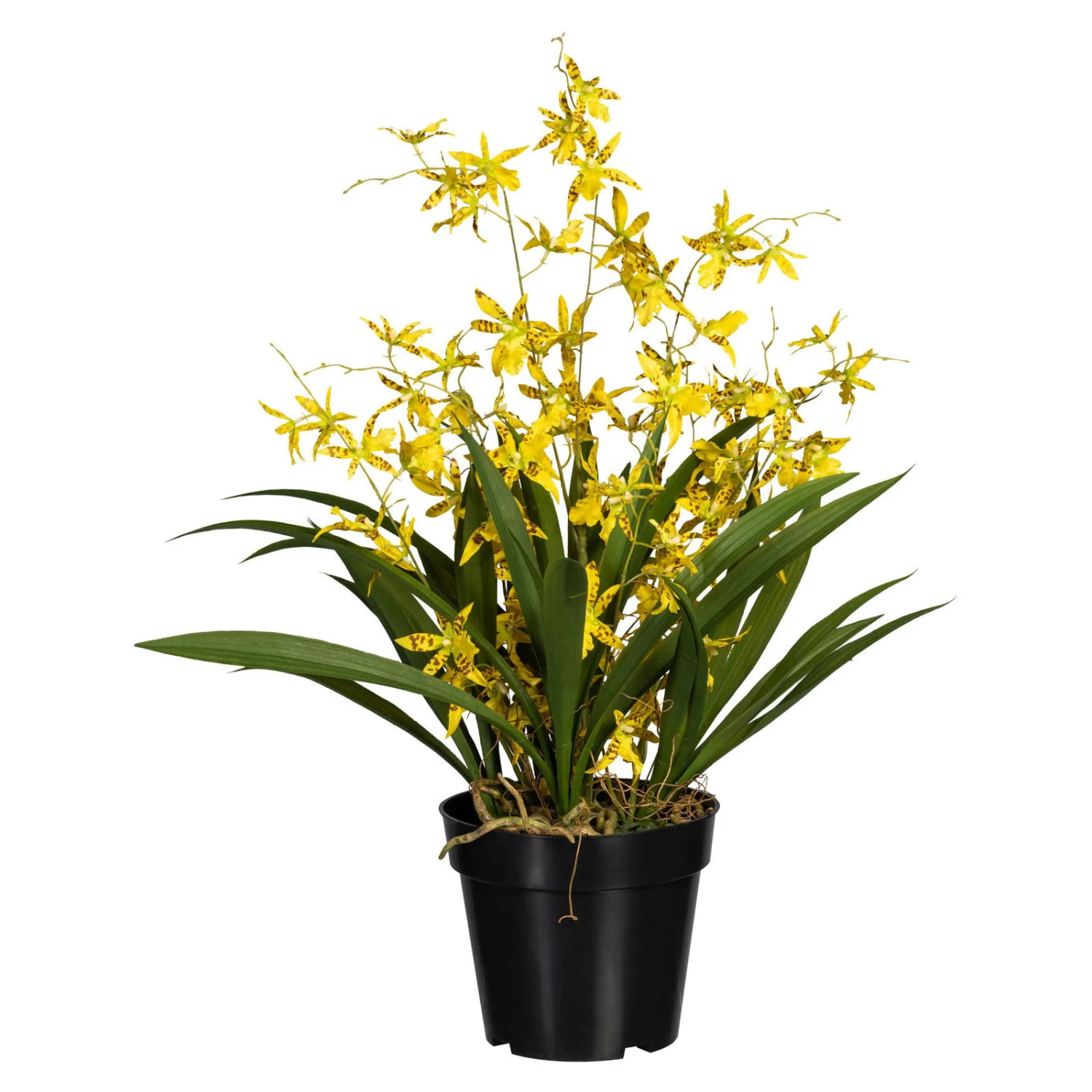 Künstliche Orchidee 'Dancing Queen', Gelbe Blüten, Ca. 60 Cm, Kunststofftopf 17 X 14,5 Cm 1 Künstliche Orchidee 'Dancing Queen', Gelbe Blüten, Ca. 60 Cm, Kunststofftopf 17 X 14,5 Cm