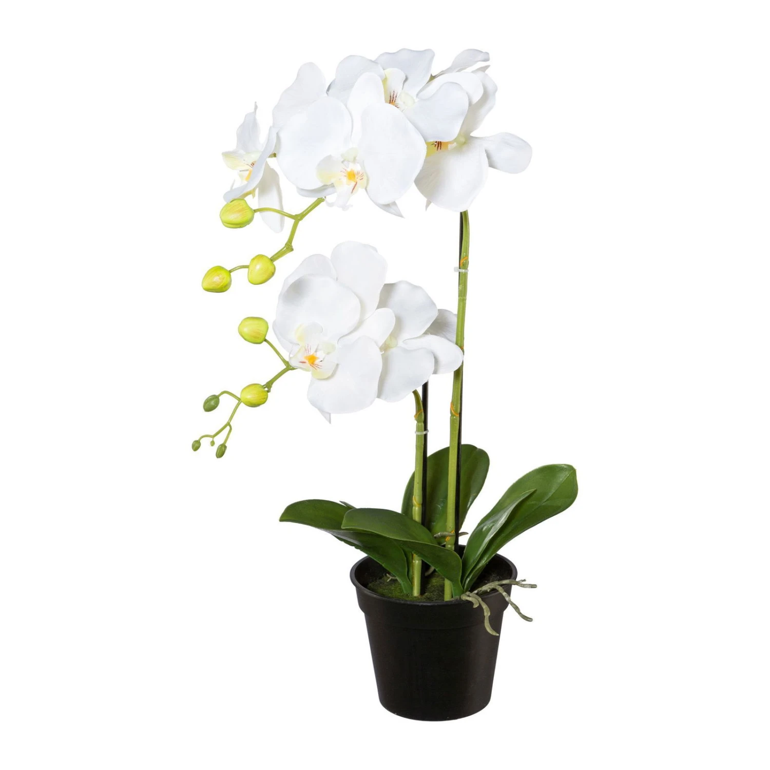 Kunstpflanze Phalaenopsis, Weiß, Topf-Ø 12,5 Cm, Höhe Ca. 55 Cm 1 Kunstpflanze Phalaenopsis, Weiß, Topf-Ø 12,5 Cm, Höhe Ca. 55 Cm
