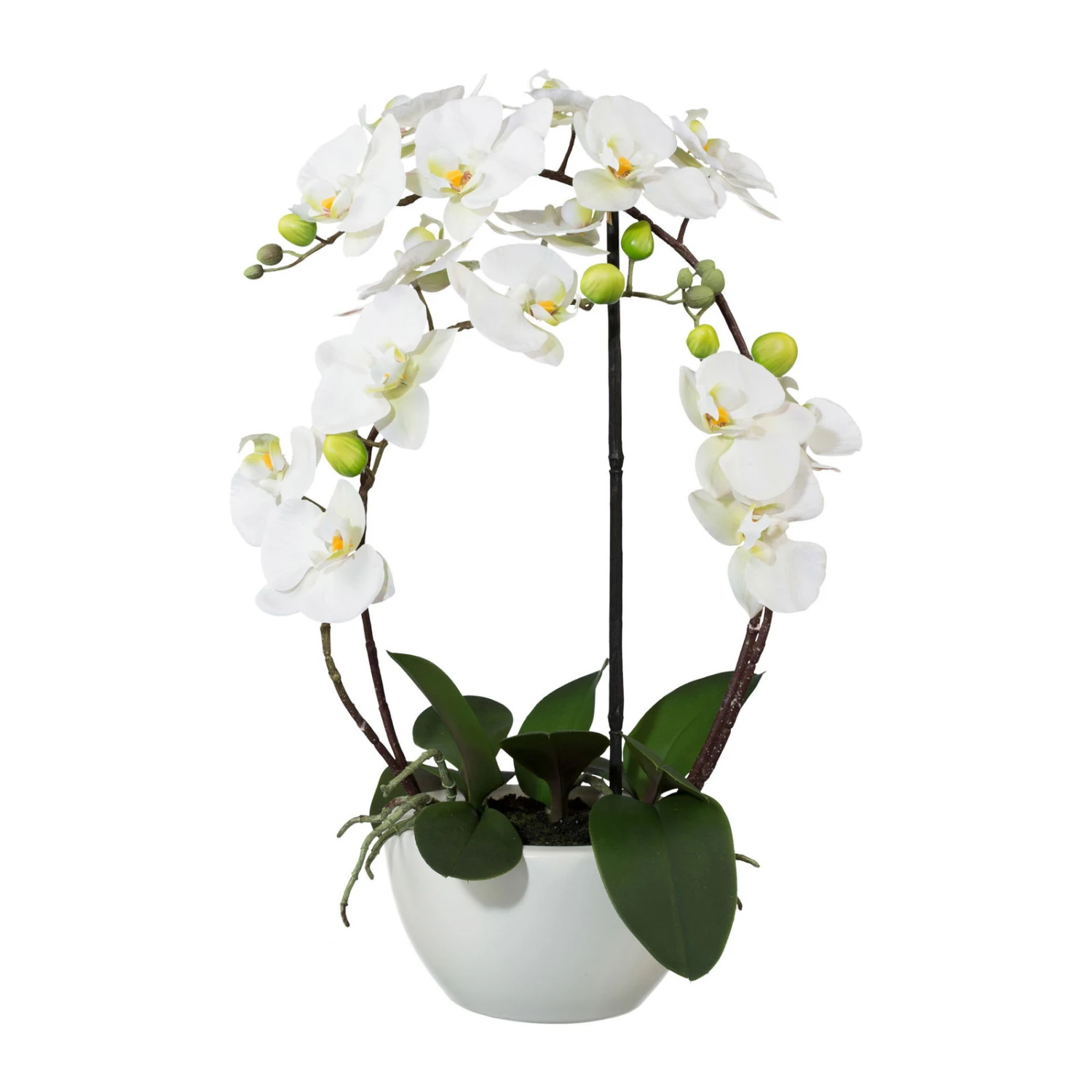 Kunstpflanze Phalaenopsis 'Real Touch', Weiß, Topf-Ø 18 Cm, Höhe Ca. 52 Cm 1 Kunstpflanze Phalaenopsis 'Real Touch', Weiß, Topf-Ø 18 Cm, Höhe Ca. 52 Cm